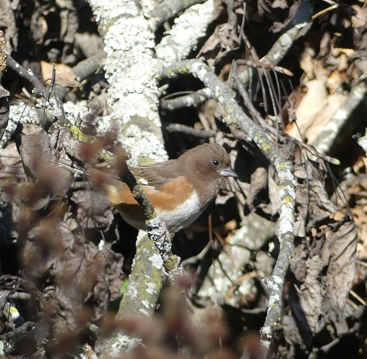 Красноглазый тохи - ML643244067