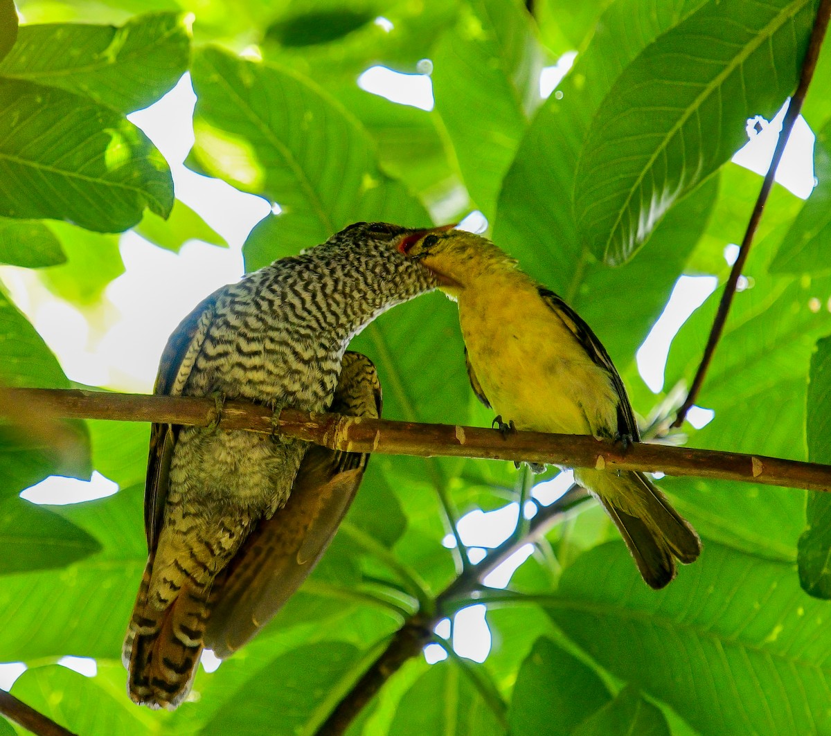 Banded Bay Cuckoo - ML643244078