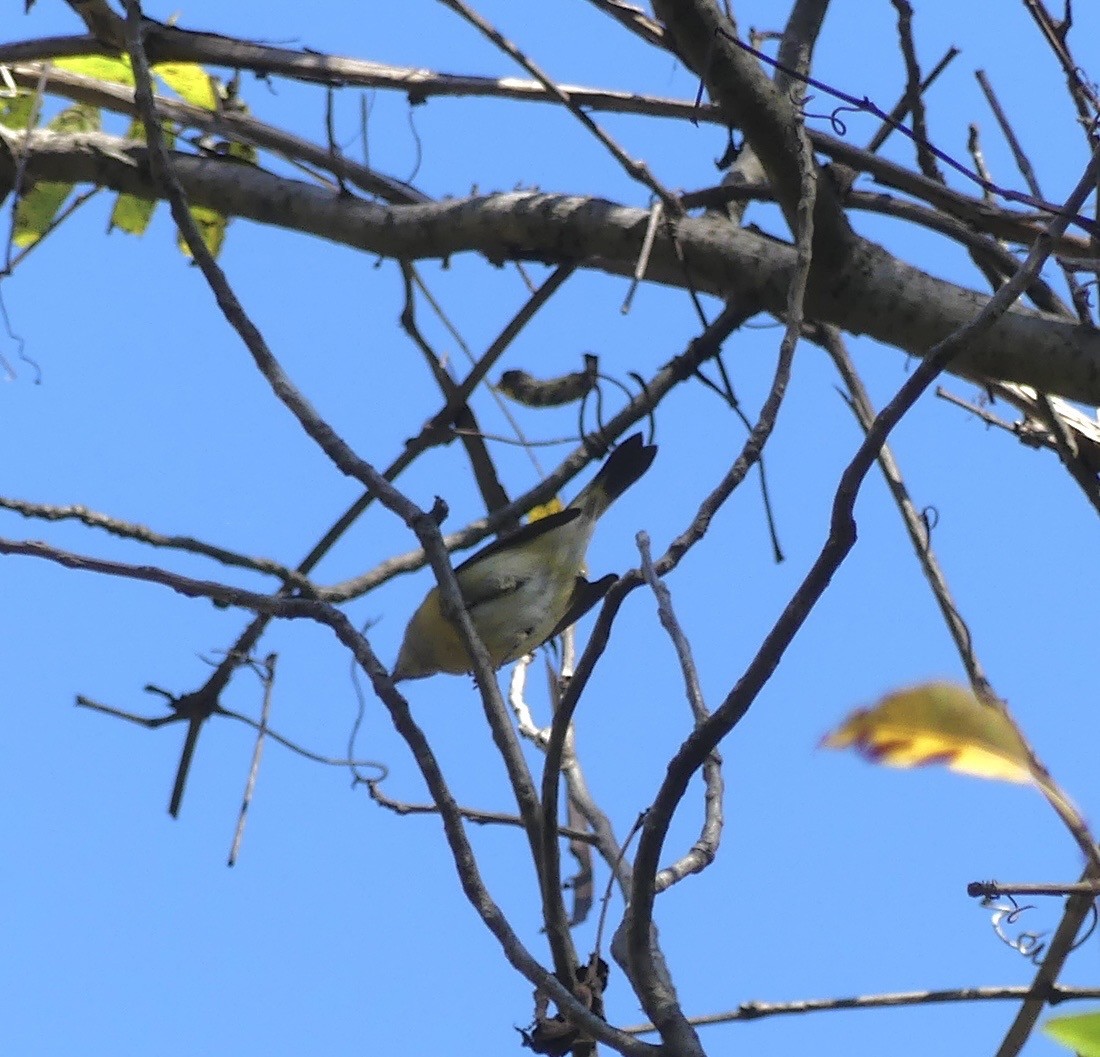 Горихвостковая древесница - ML643244079