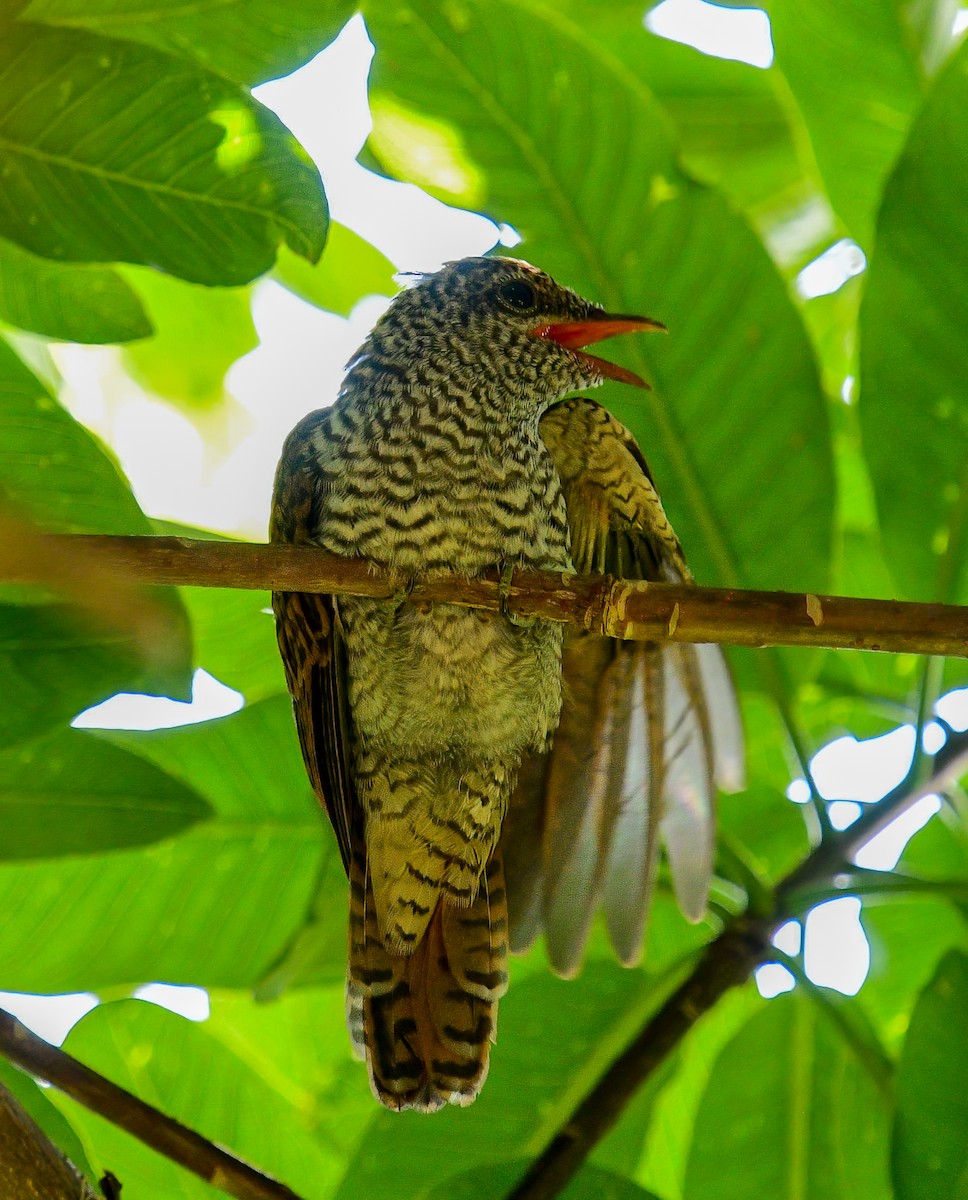 Banded Bay Cuckoo - ML643244081