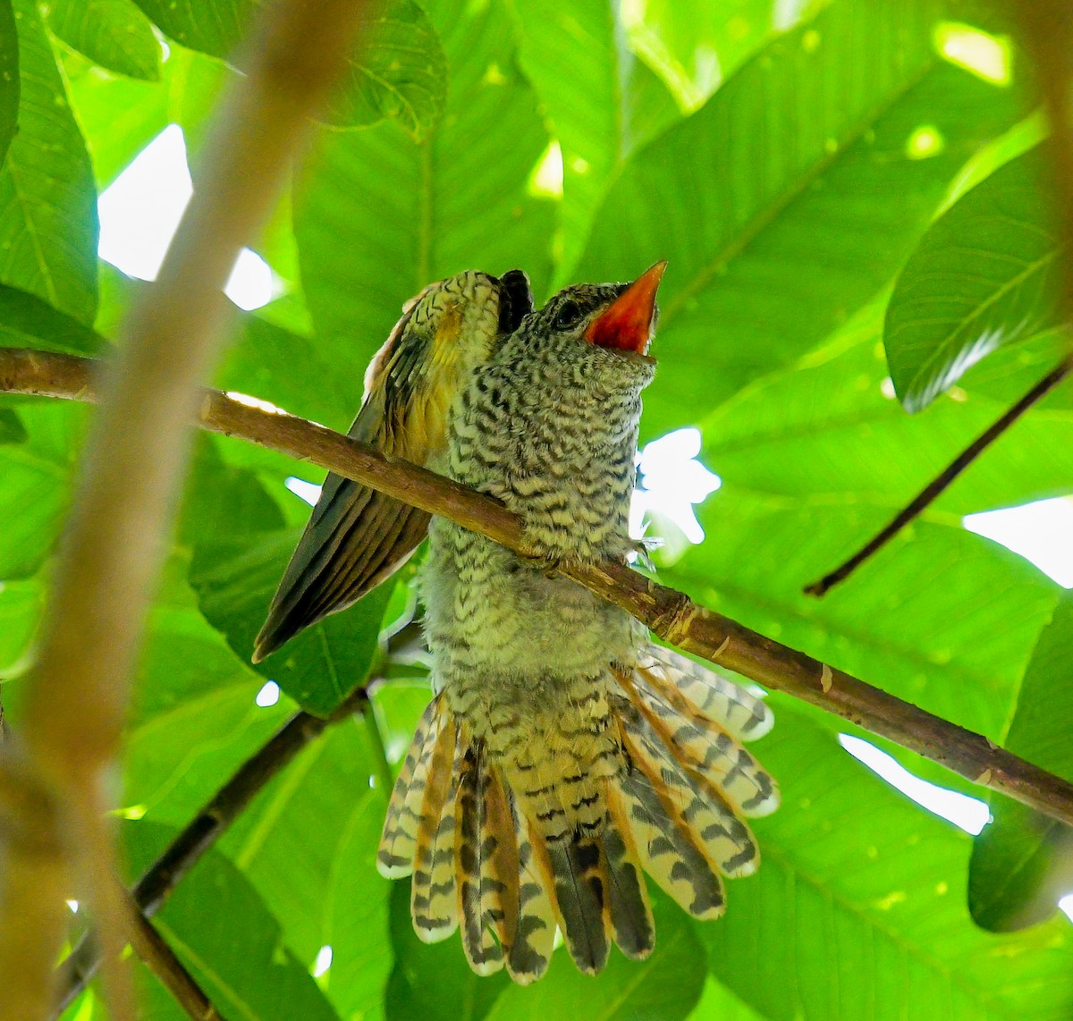 Banded Bay Cuckoo - ML643244087