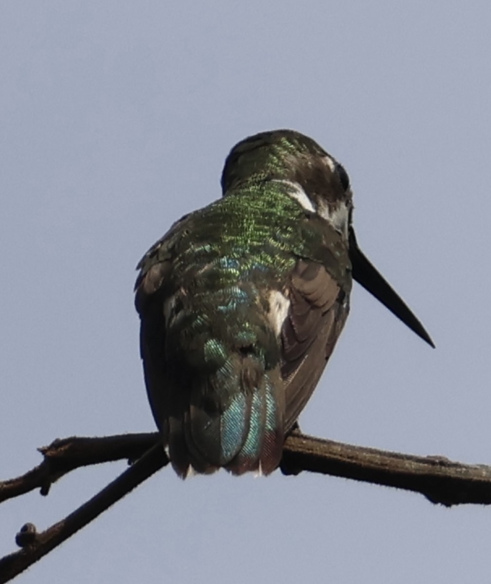 Ruby-topaz Hummingbird - ML643244099