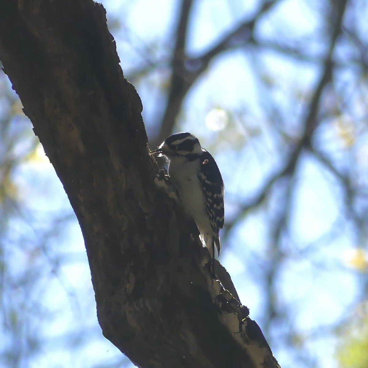 Пушистый дятел - ML643244100