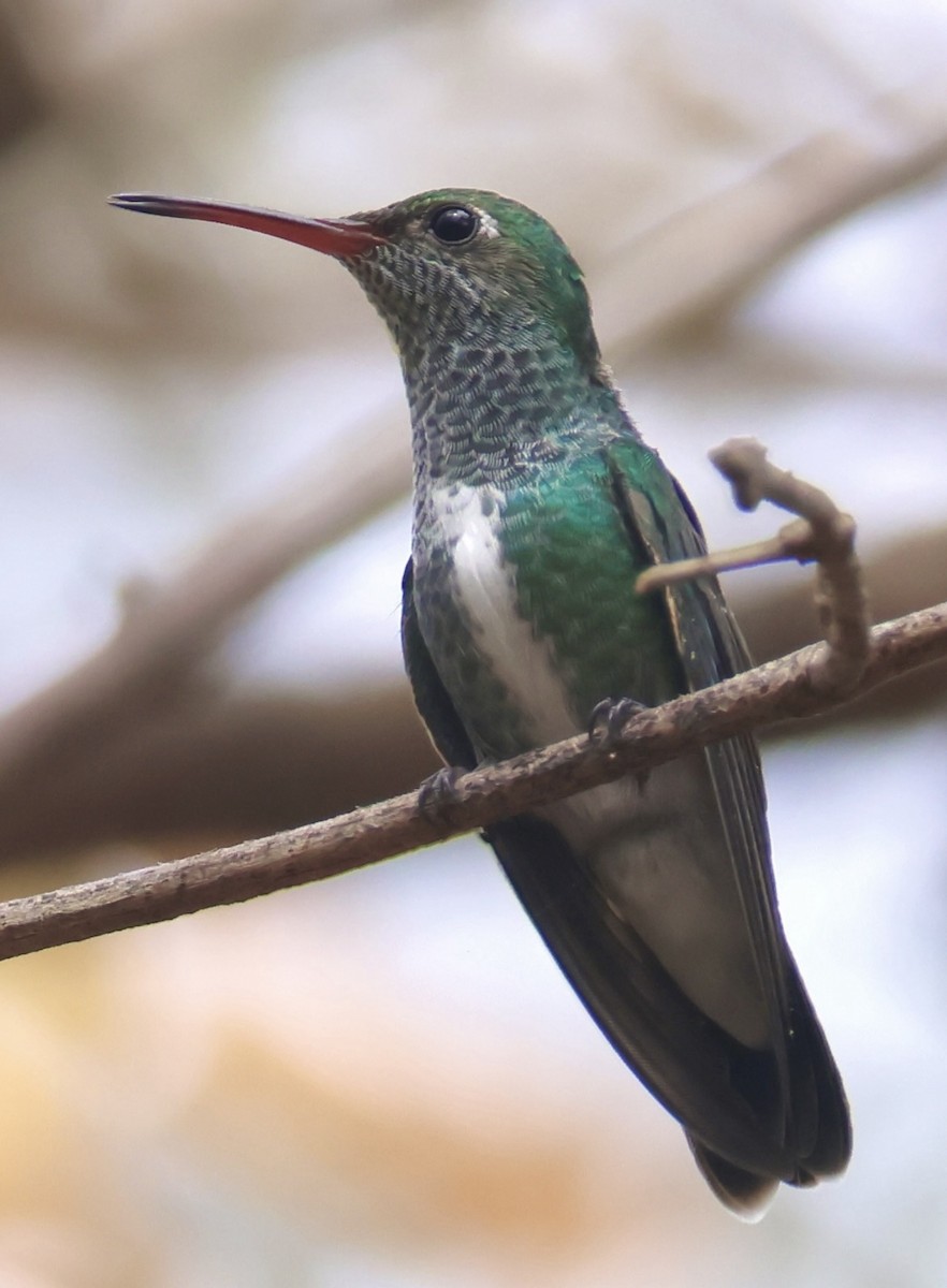 Glittering-throated Emerald - ML643244111