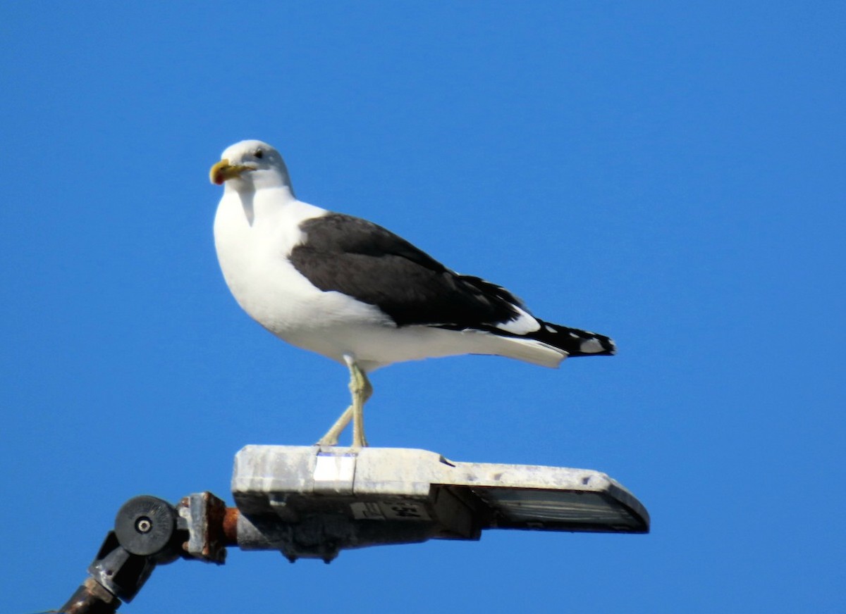 Kelp Gull - ML643244116
