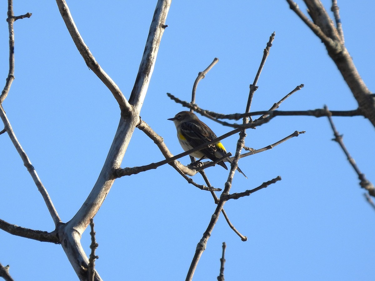 Paruline à croupion jaune - ML643244121