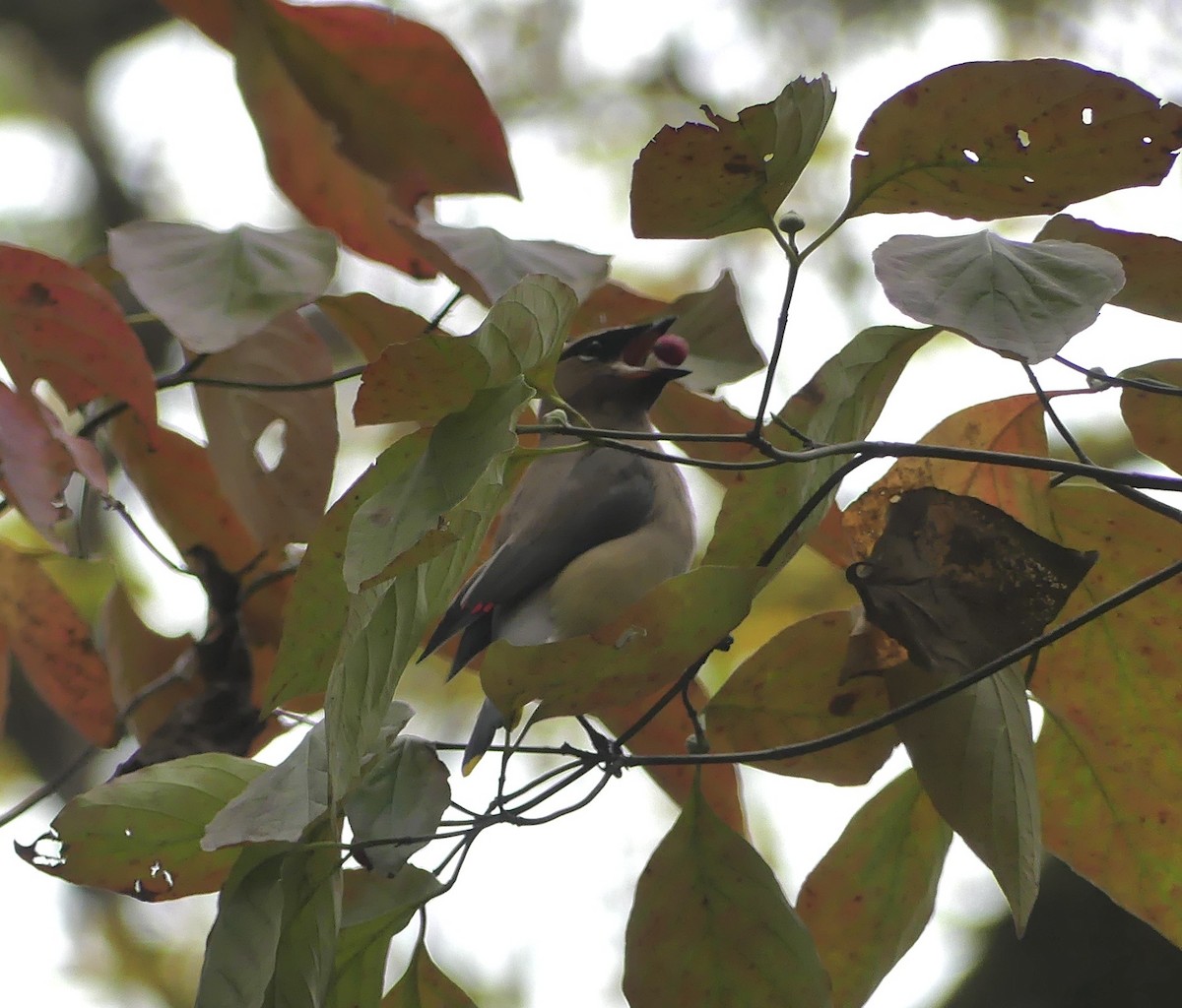 Кедровый свиристель - ML643244141