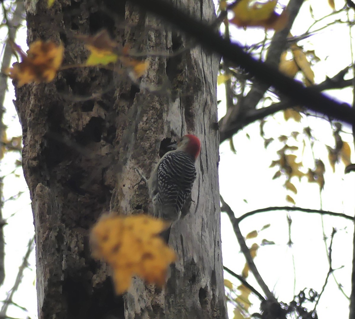 Каролинский дятел - ML643244149