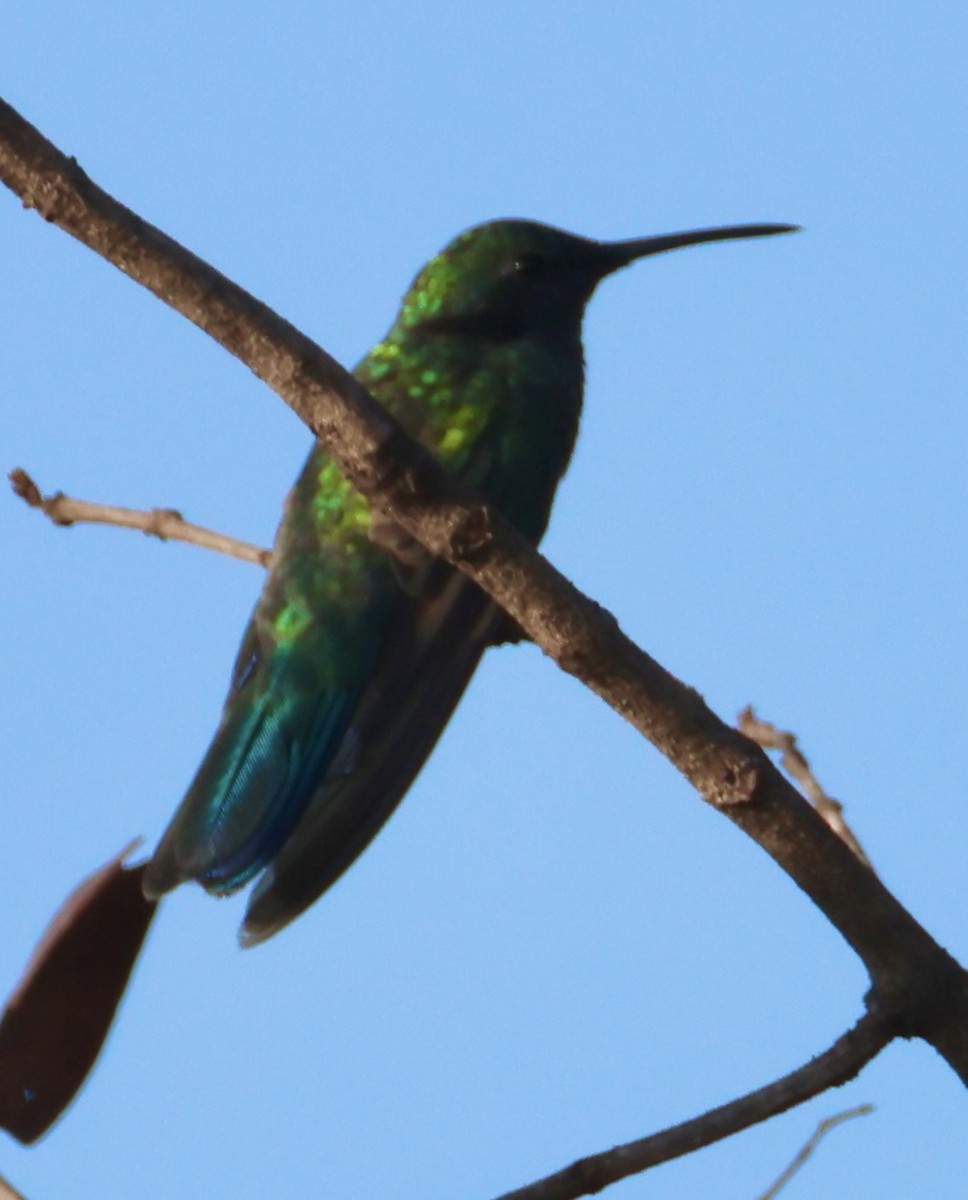 White-vented Violetear - ML643244162
