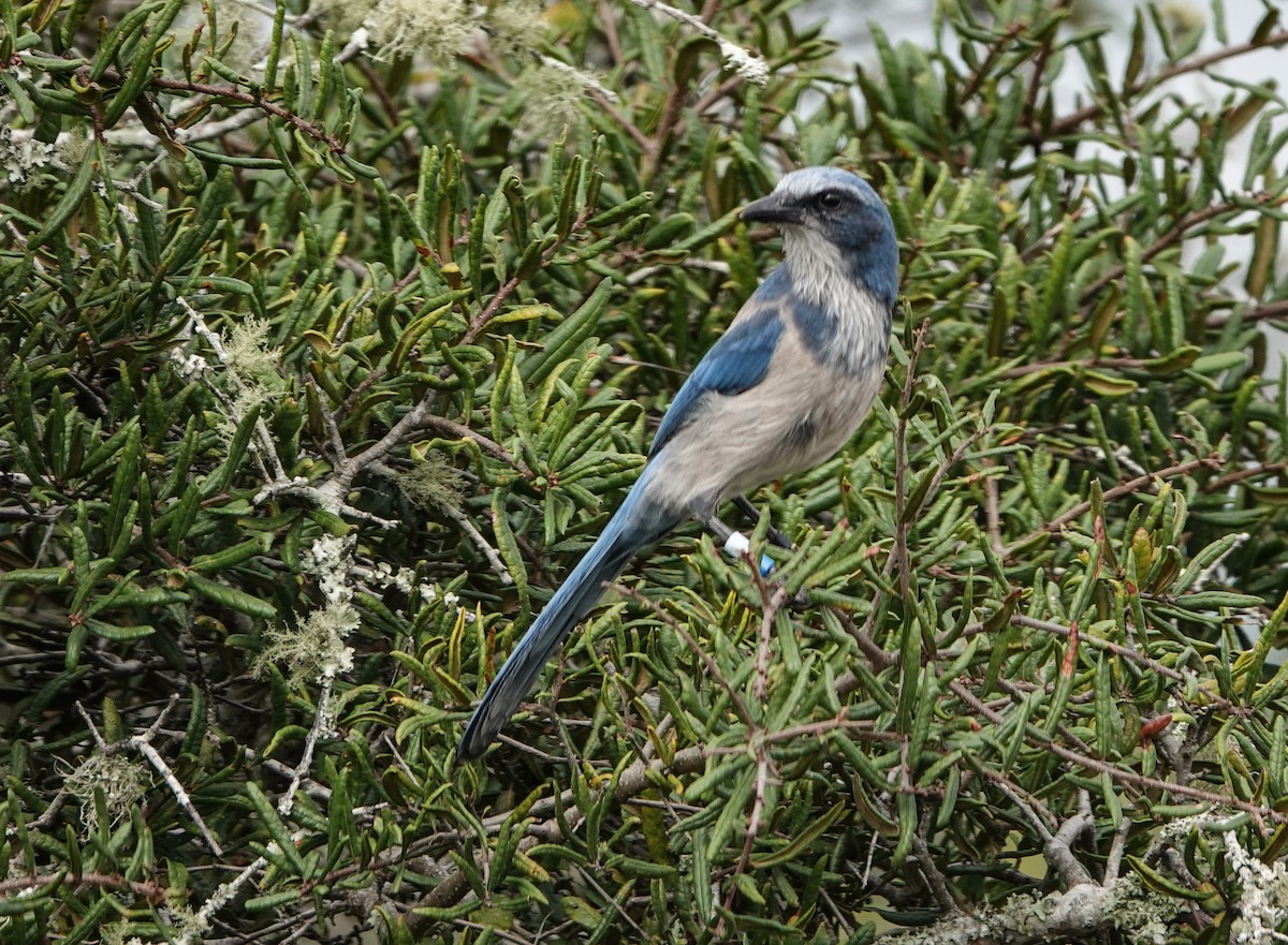 Florida Scrub-Jay - ML643244167
