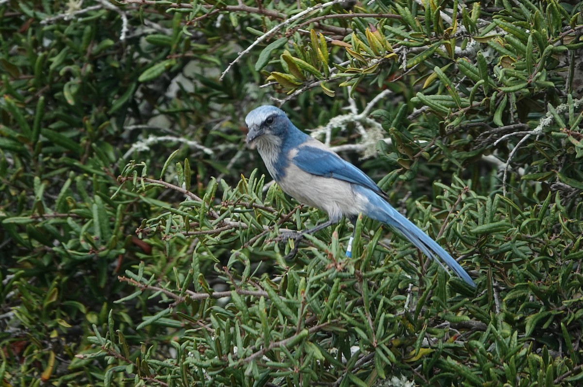 Florida Scrub-Jay - ML643244168