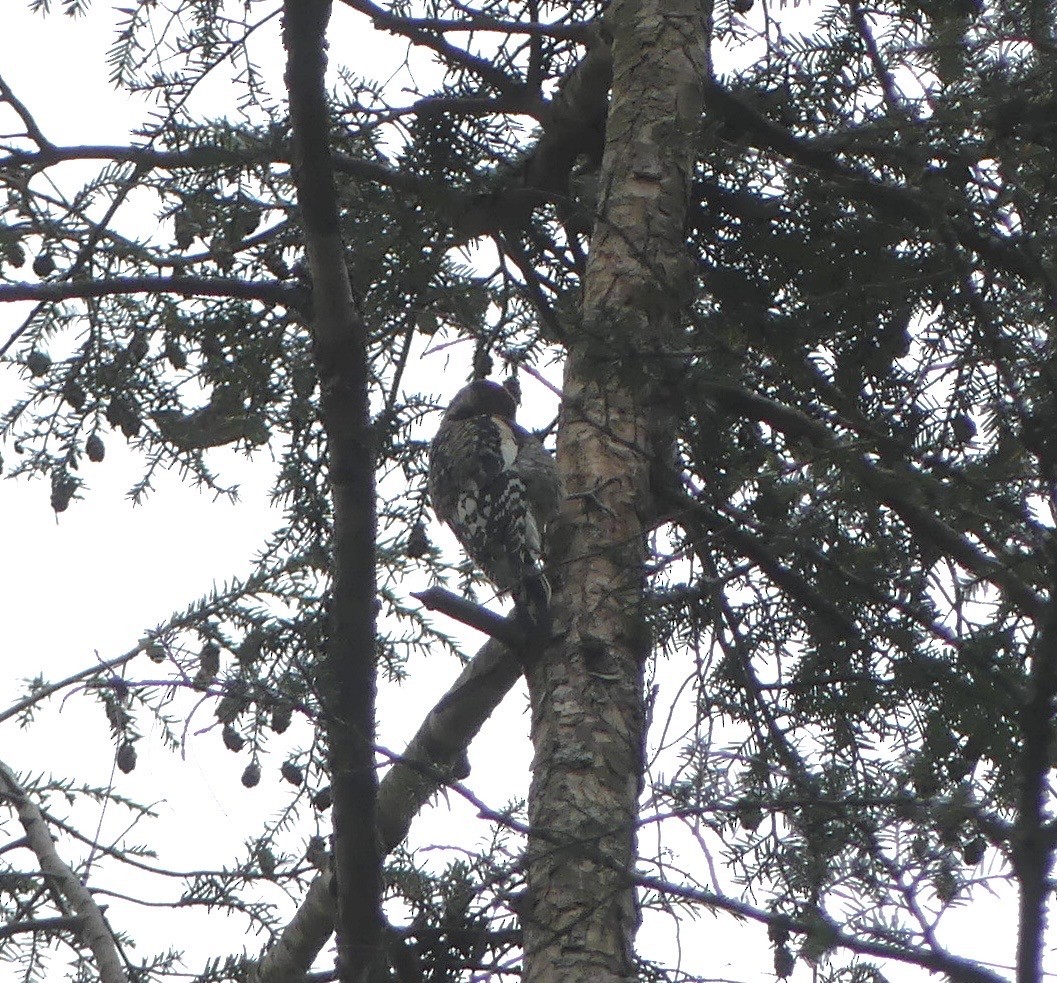 Желтобрюхий дятел-сокоед - ML643244173