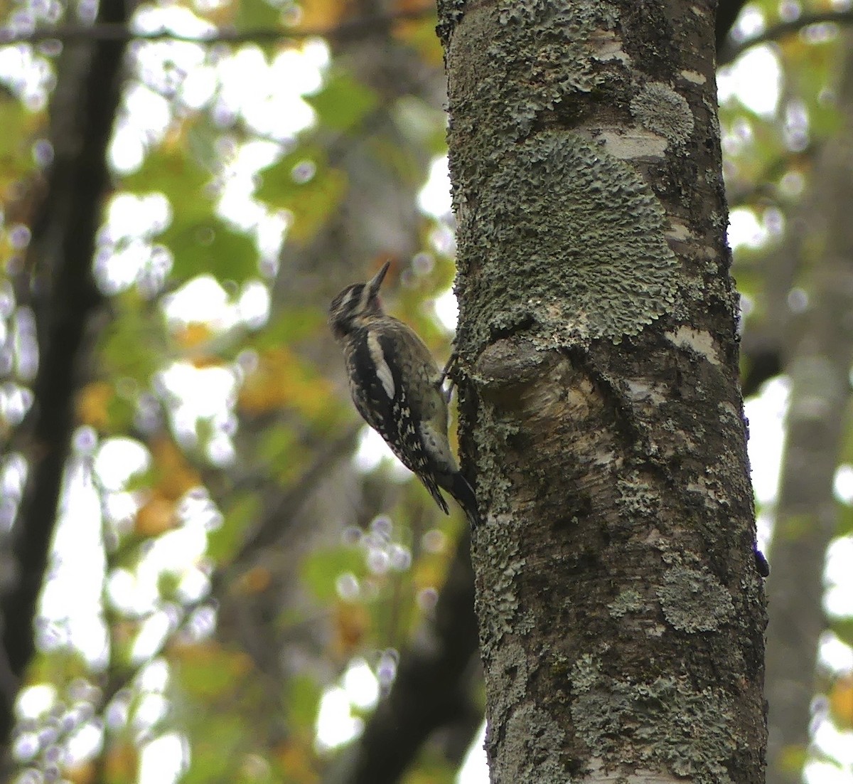 Желтобрюхий дятел-сокоед - ML643244174