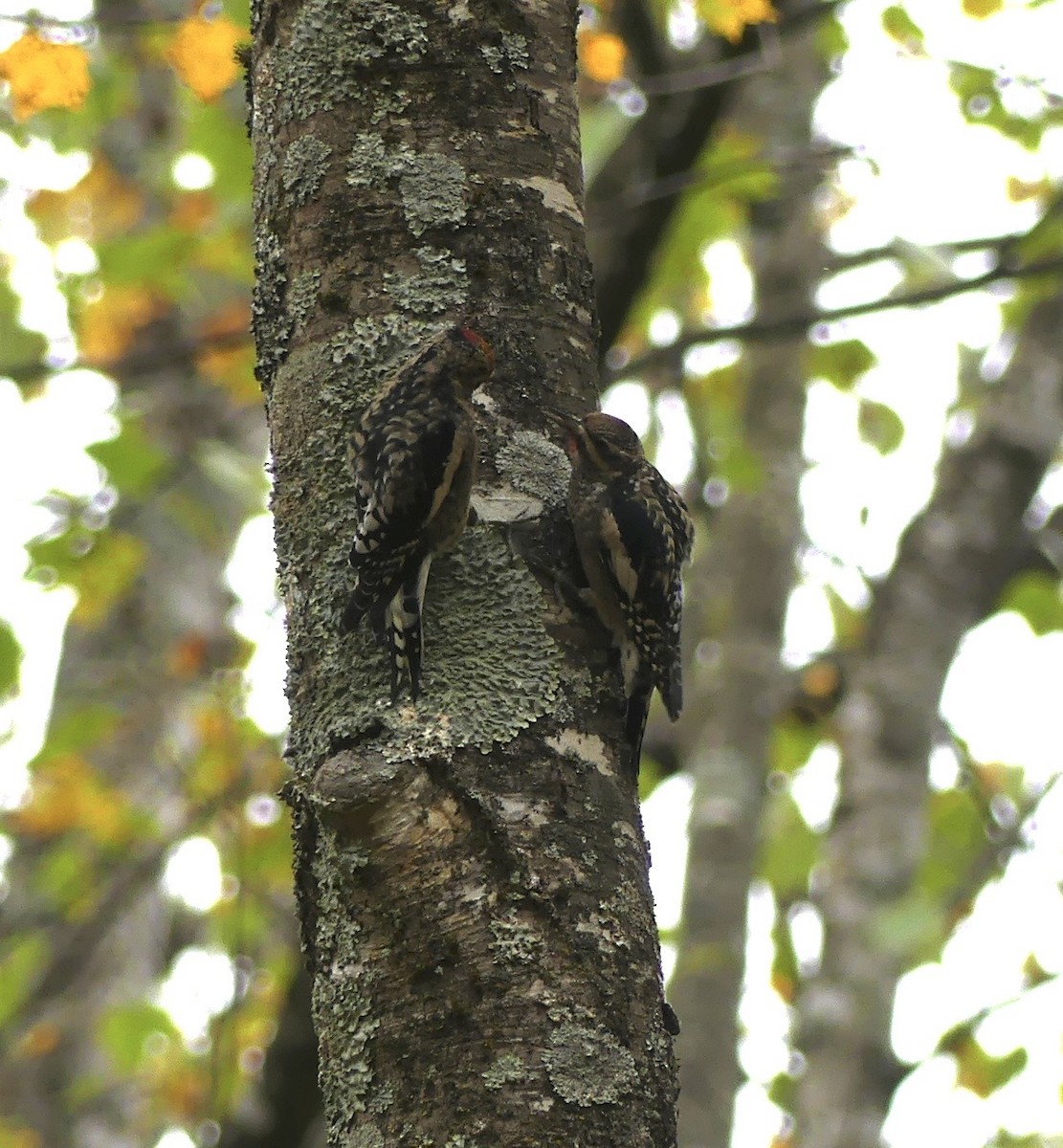 Желтобрюхий дятел-сокоед - ML643244175