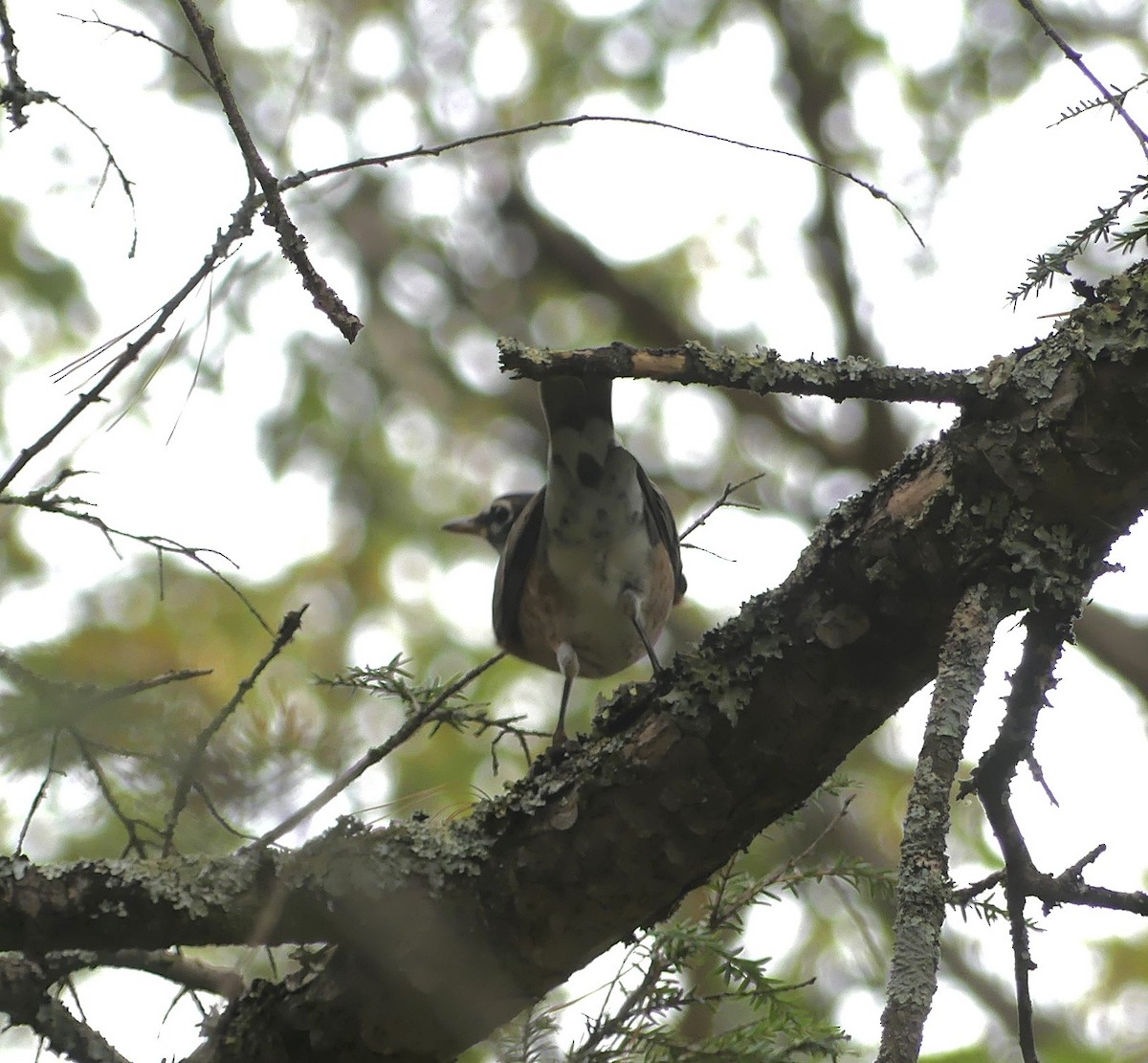 Странствующий дрозд - ML643244184