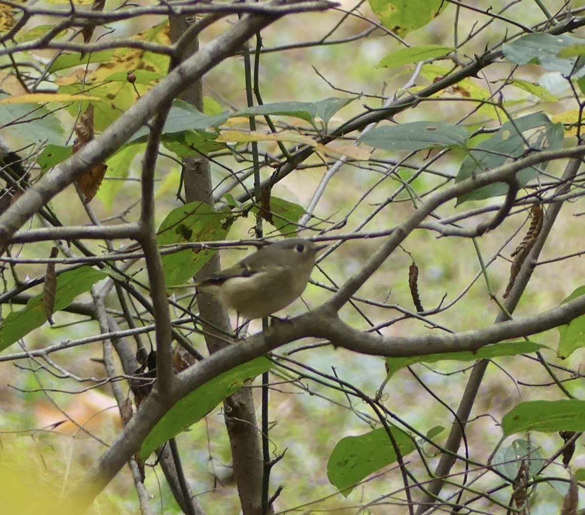 Рубиноголовый королёк - ML643244192