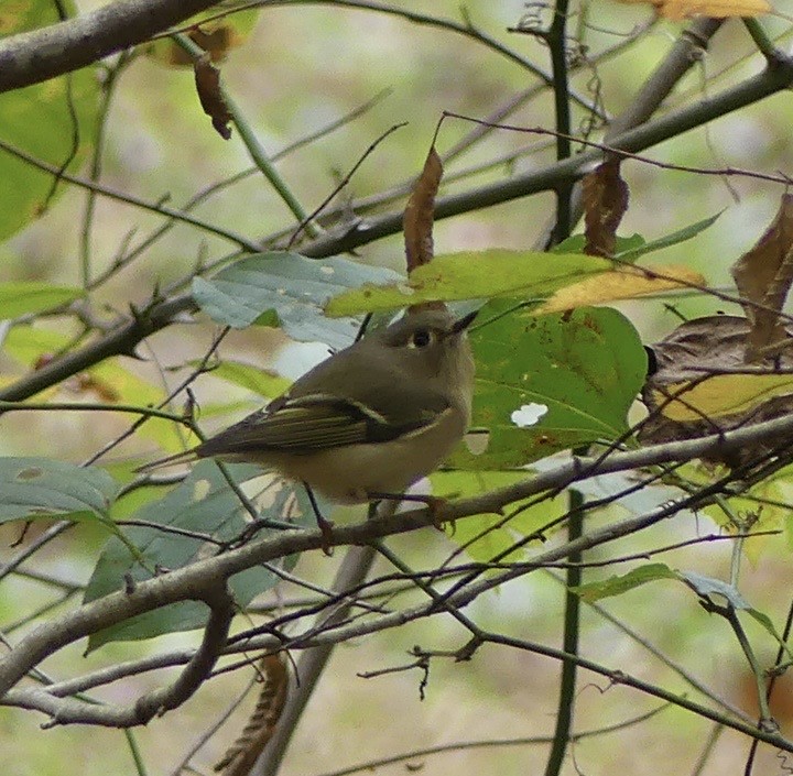 Рубиноголовый королёк - ML643244193