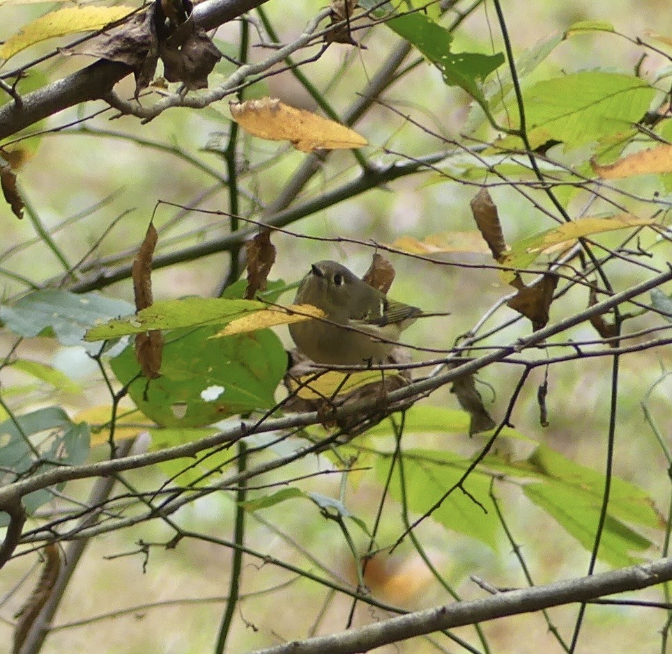 Рубиноголовый королёк - ML643244194