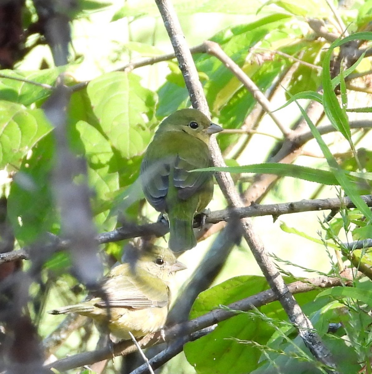 Painted Bunting - ML643244204