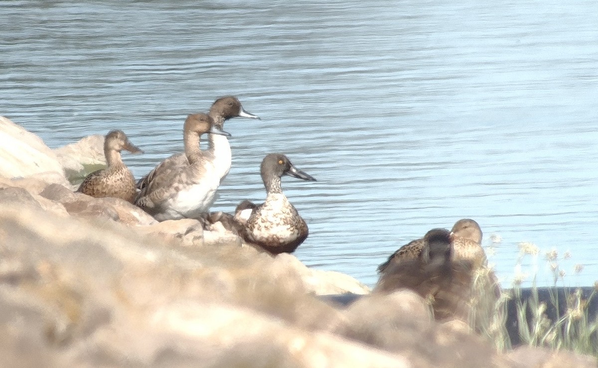 Northern Pintail - ML643244205