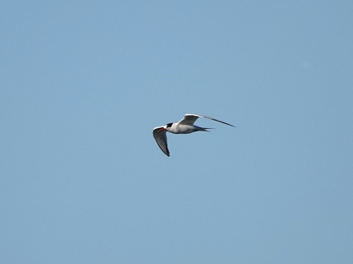 Elegant Tern - ML643244228