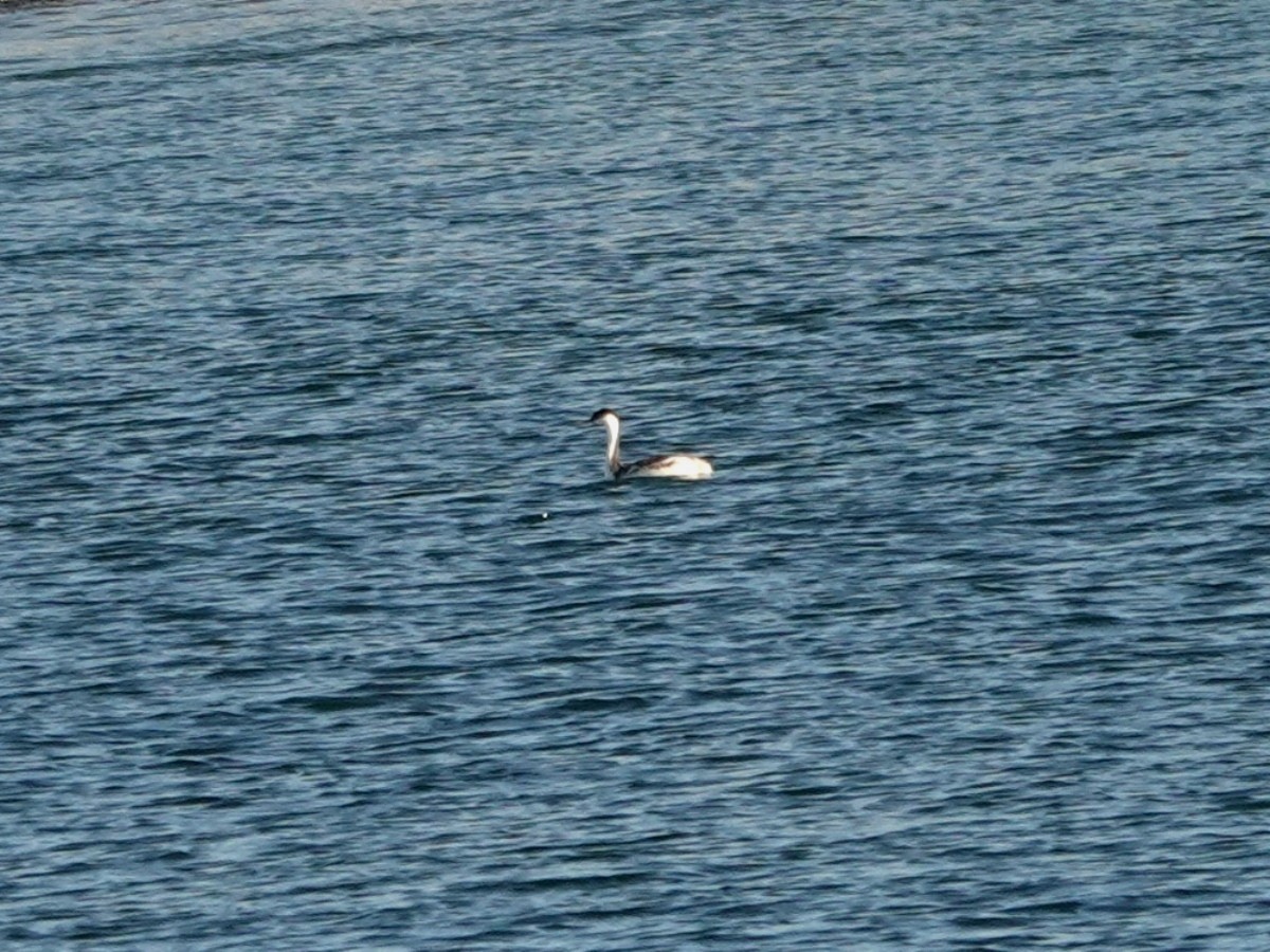 Western Grebe - ML643244230