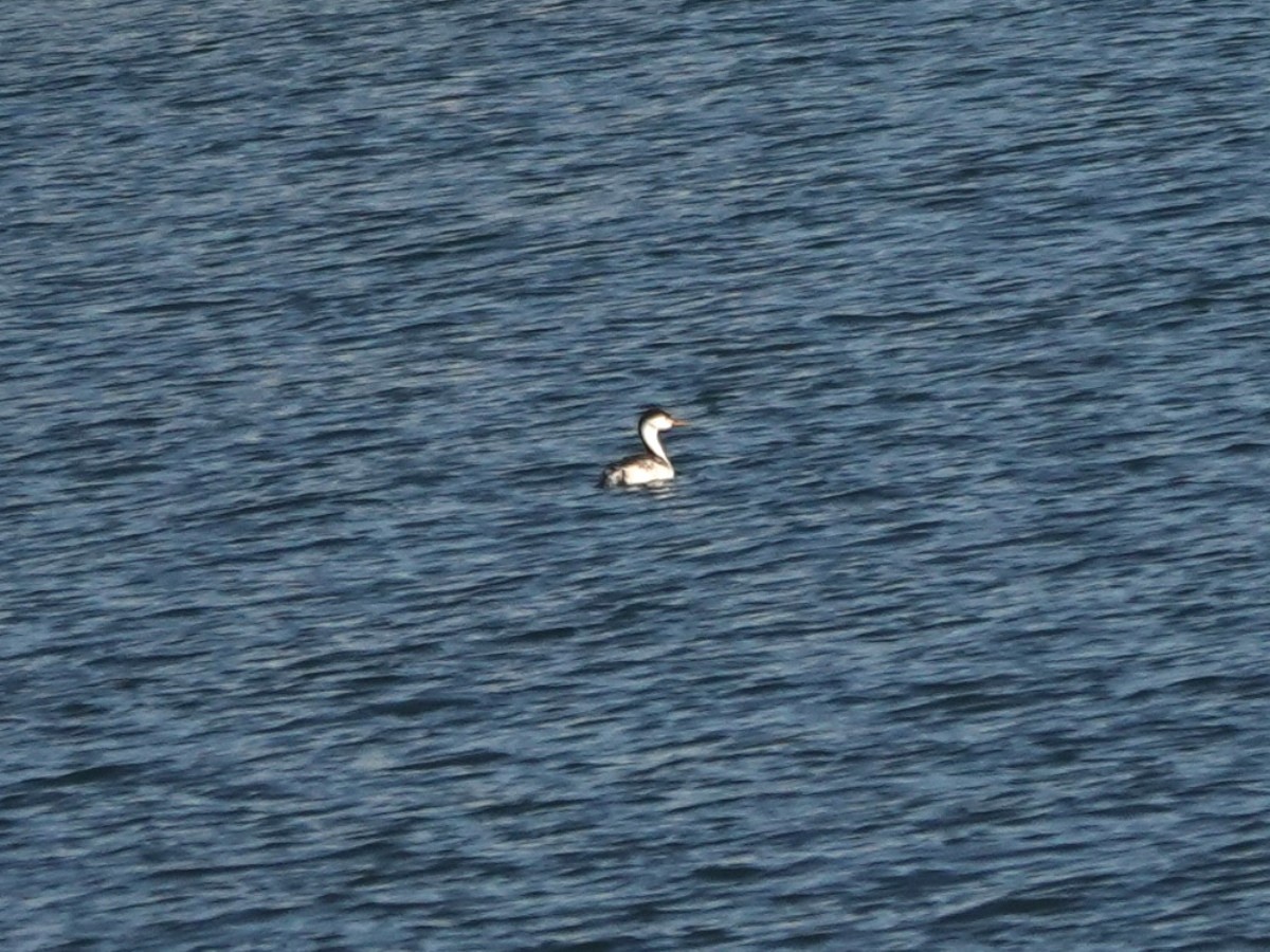 Clark's Grebe - ML643244234