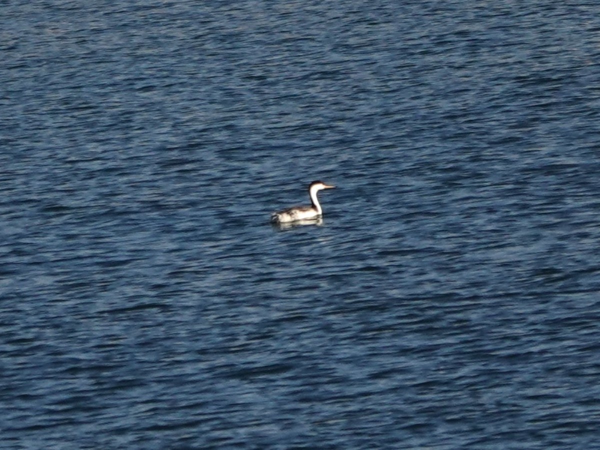 Clark's Grebe - ML643244235