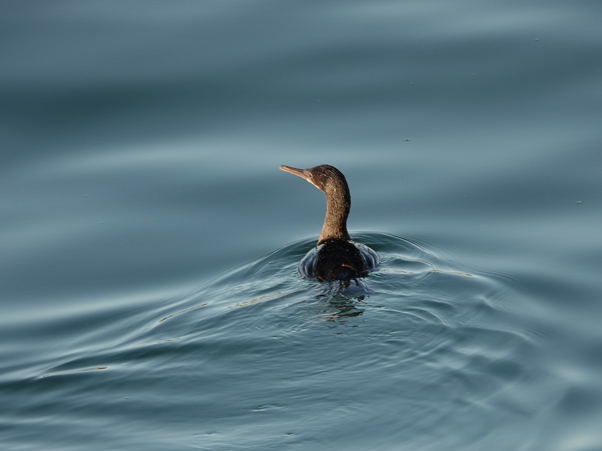 Brandt's Cormorant - ML643244239