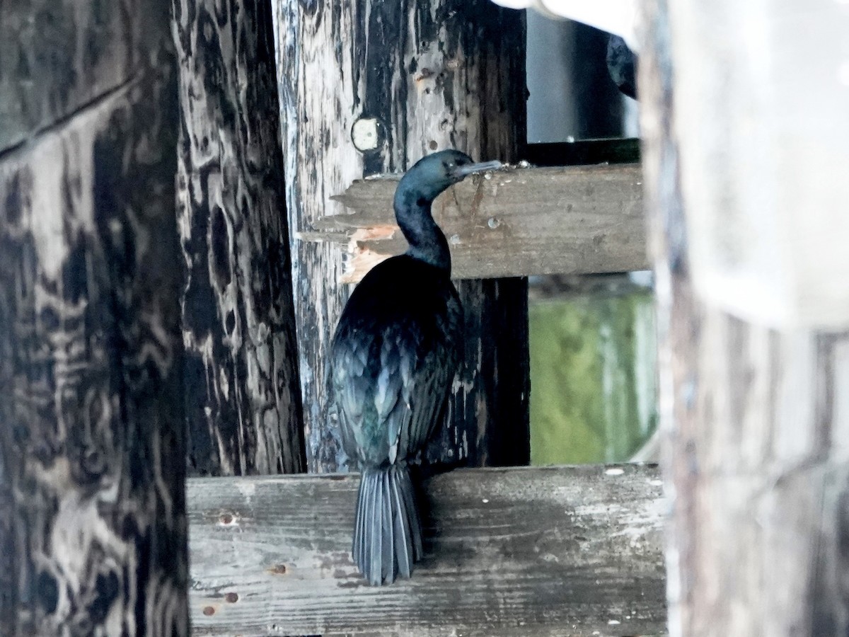 Pelagic Cormorant - ML643244244