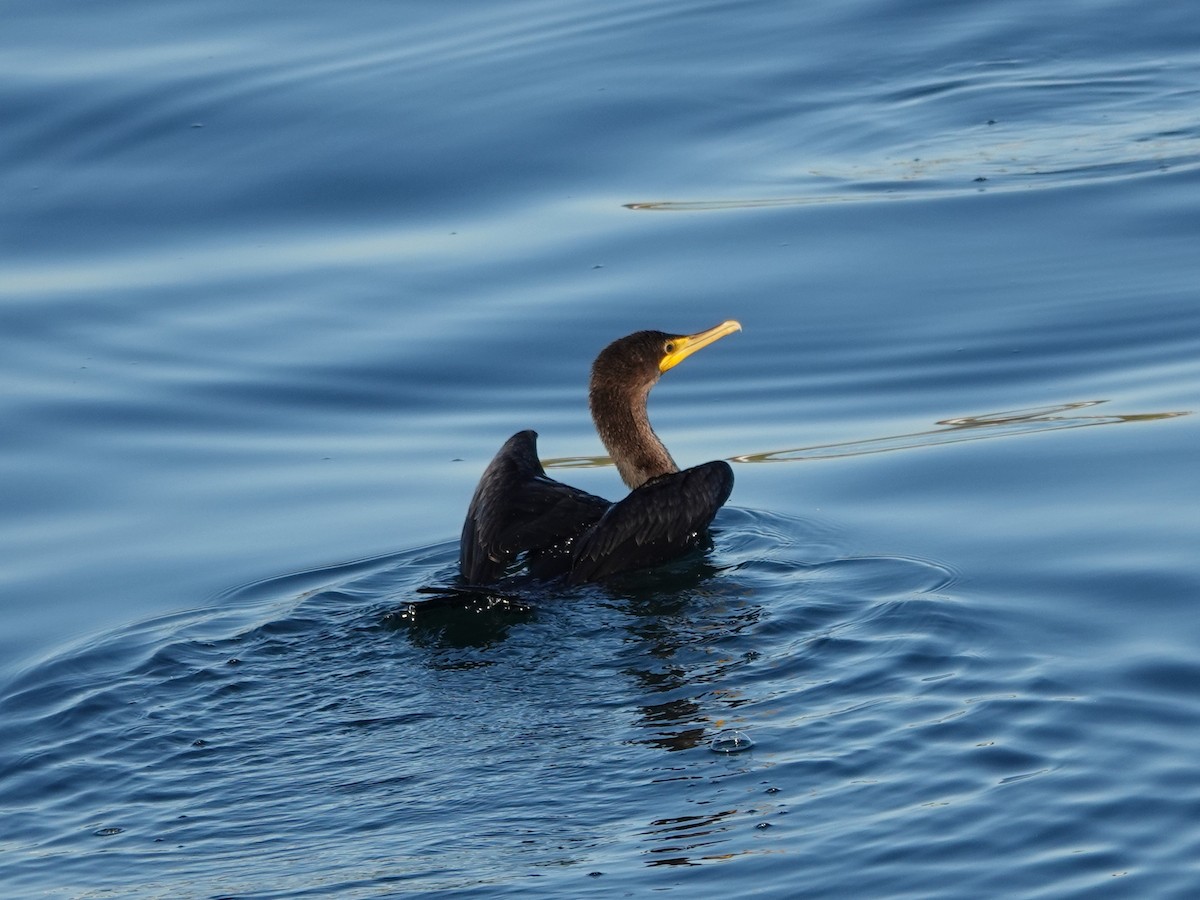 Double-crested Cormorant - ML643244251