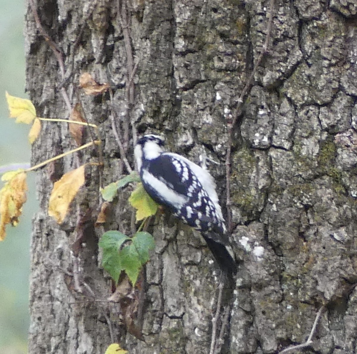 Пушистый дятел - ML643244259