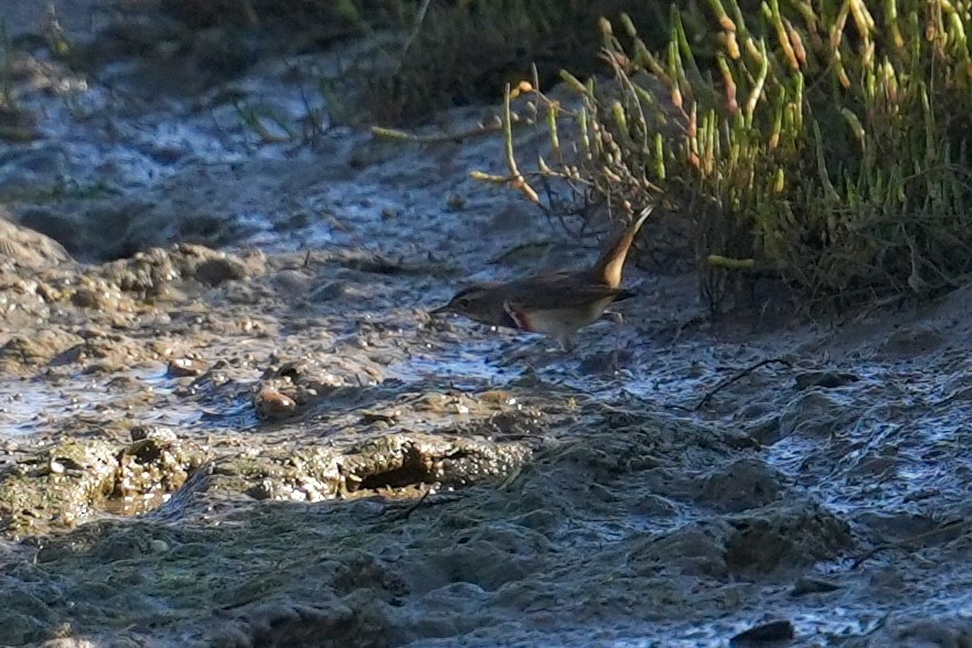 Bluethroat (White-spotted) - ML643244275