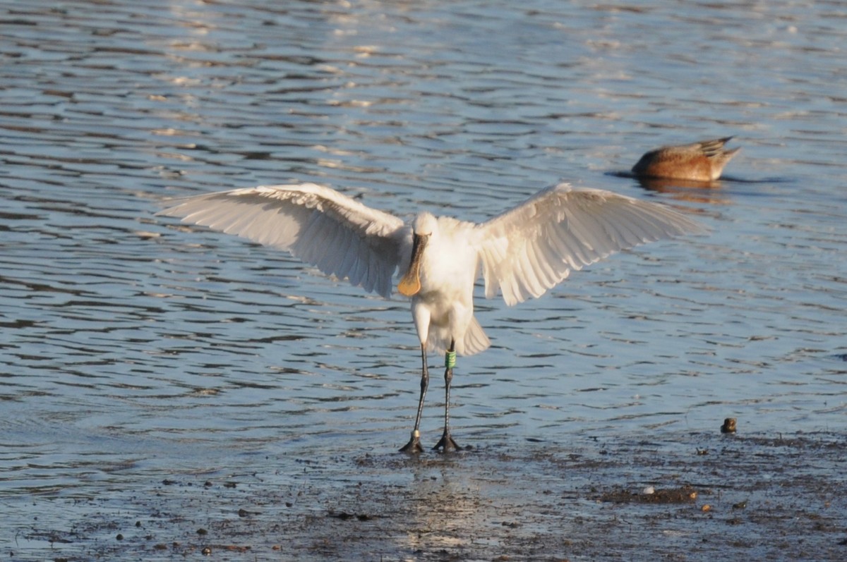 skjestork - ML643244277