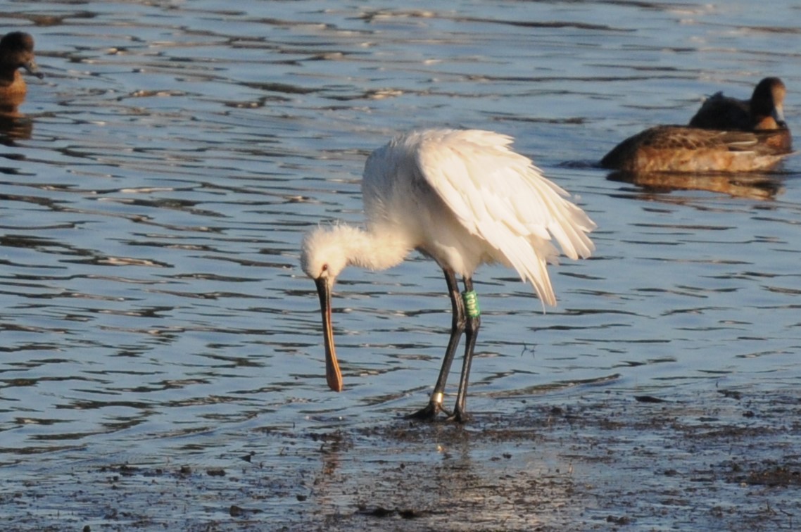 skjestork - ML643244278