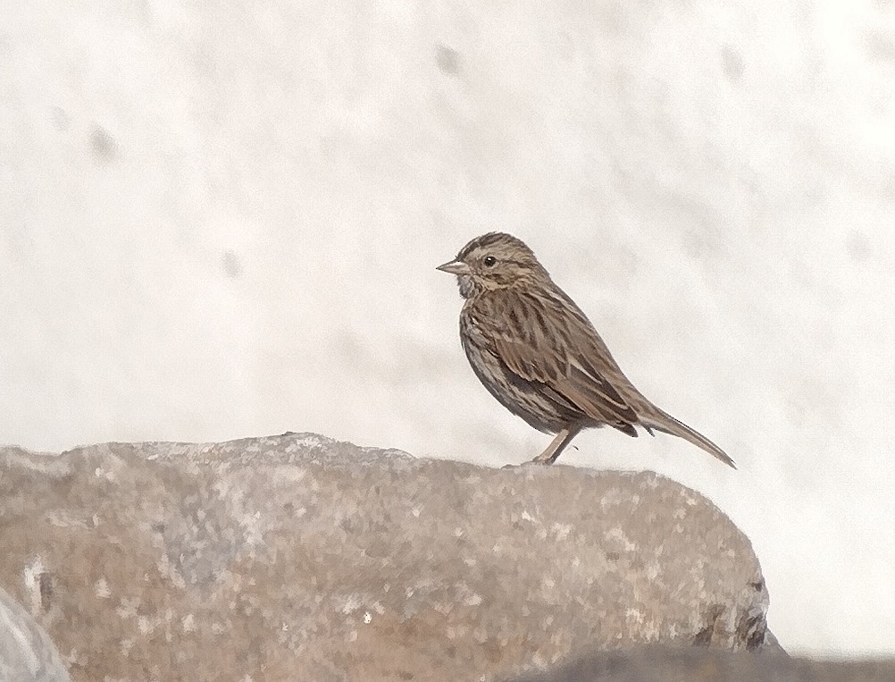 Savannah Sparrow - ML643244279