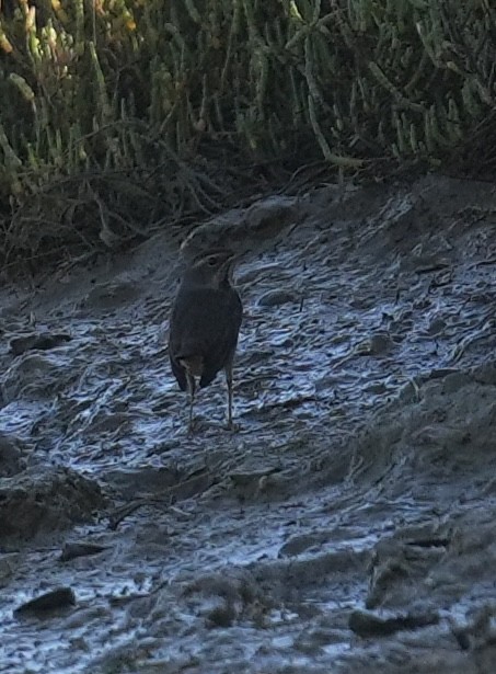 Bluethroat (White-spotted) - ML643244281