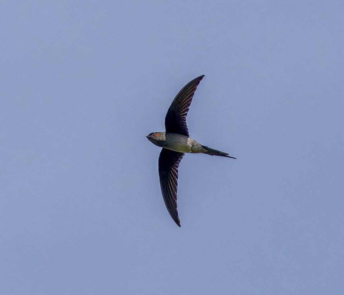 カンムリアマツバメ - ML643244294