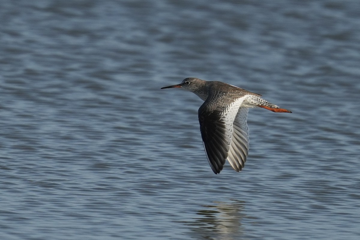 Chevalier gambette - ML643244306