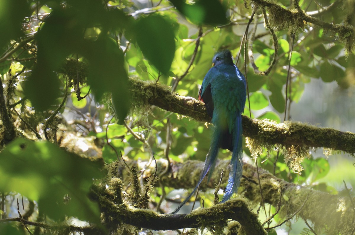 Resplendent Quetzal - ML643244358