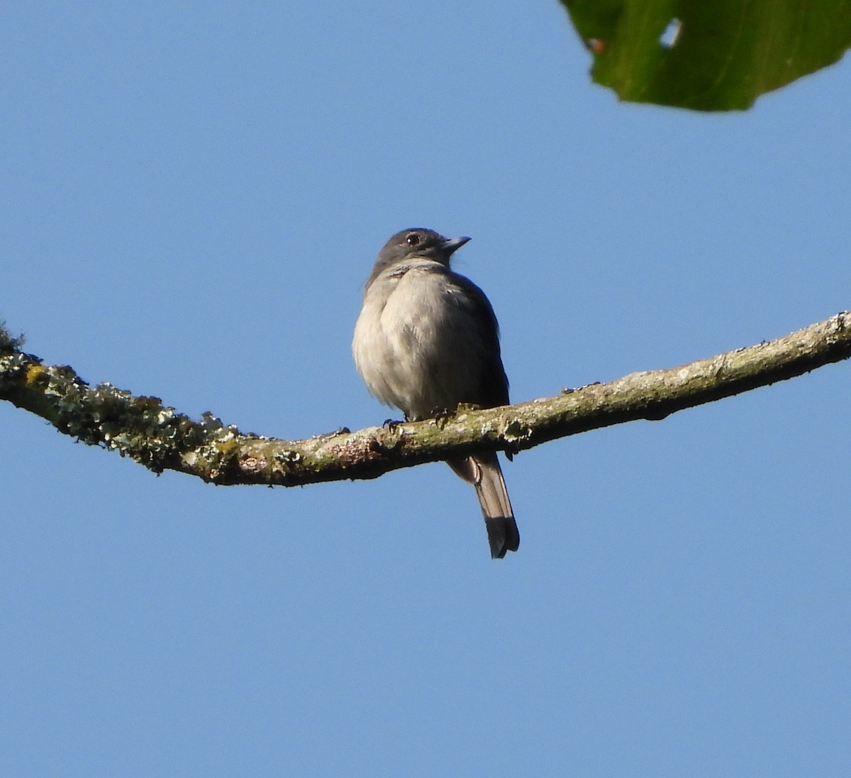 White-eyed Slaty-Flycatcher - ML643244362