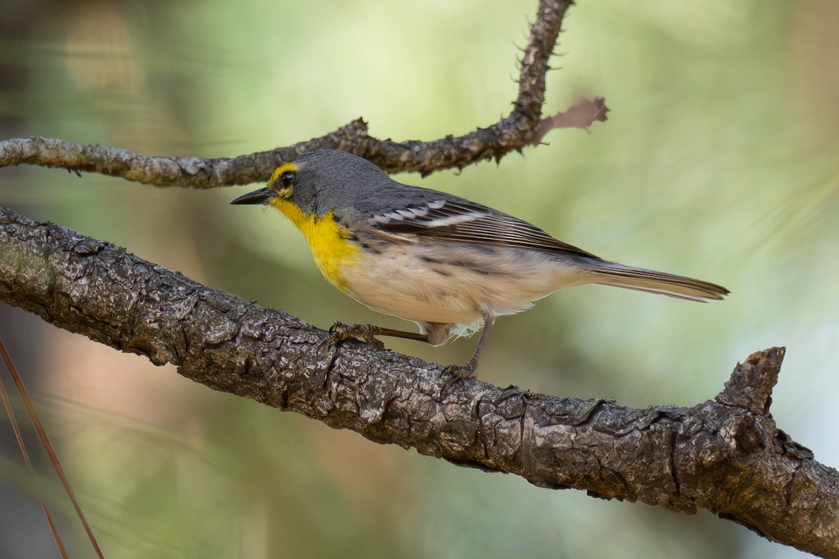 Grace's Warbler - ML643244369