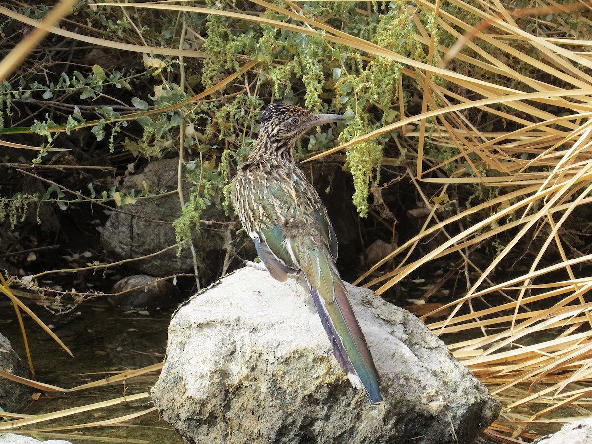 Greater Roadrunner - ML643244377