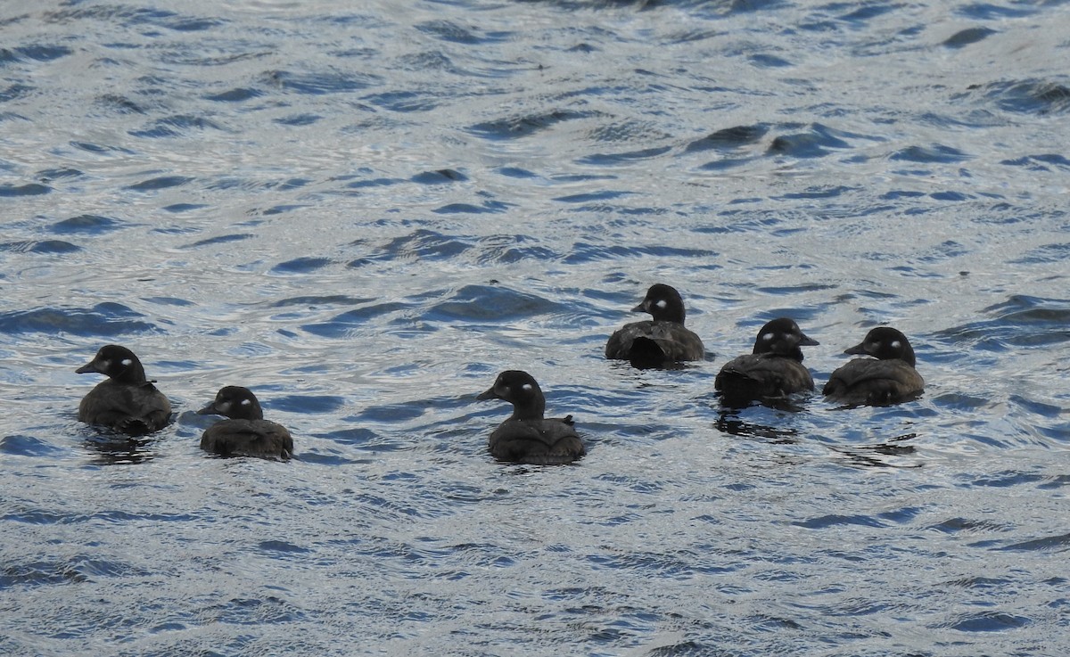 Harlequin Duck - ML643244379