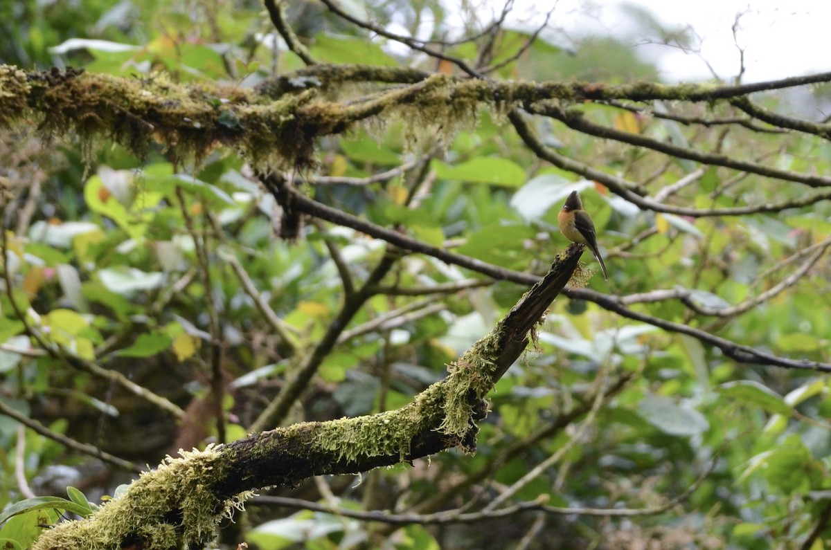 Tufted Flycatcher - ML643244387