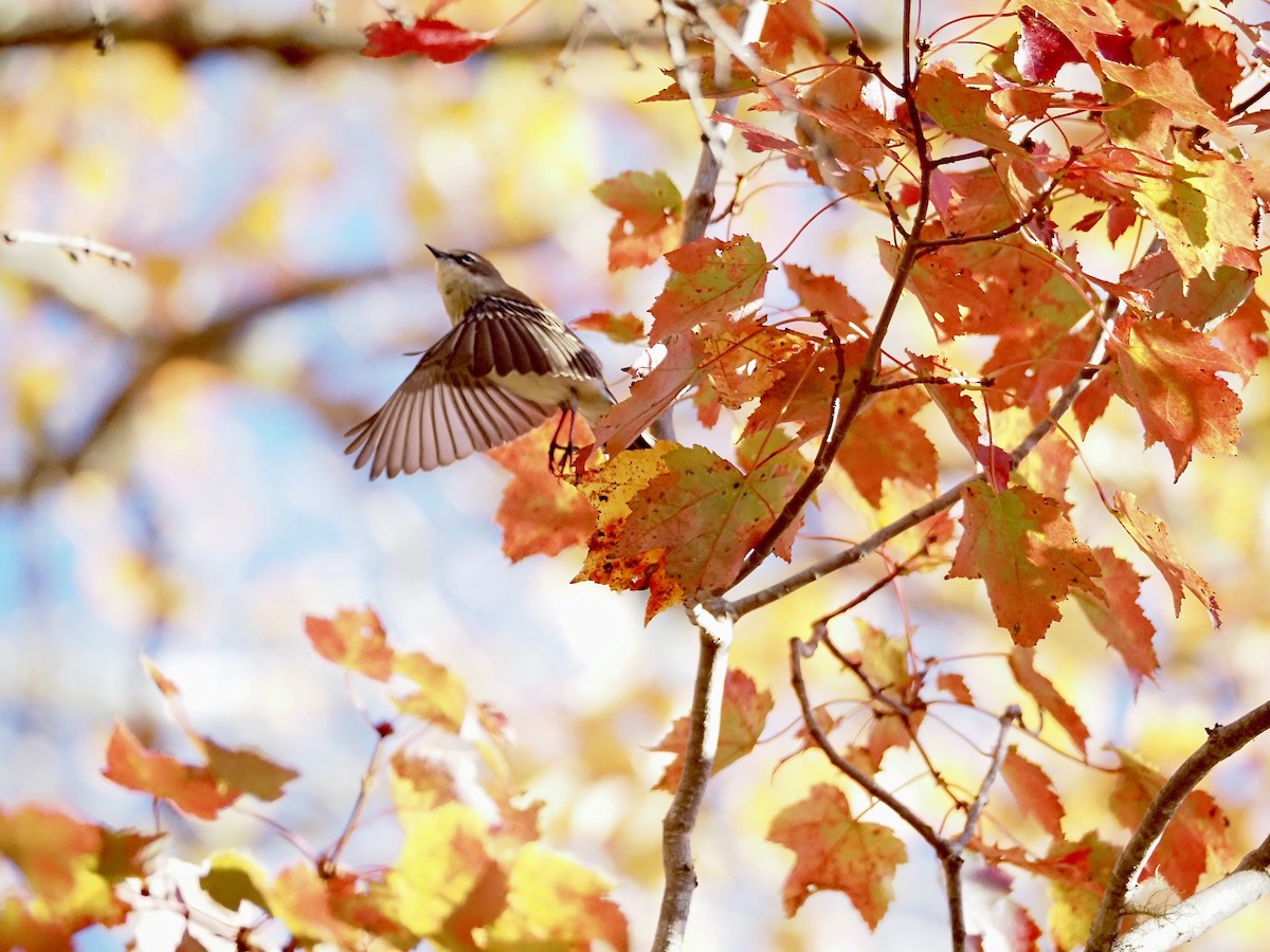 Yellow-rumped Warbler - ML643244399