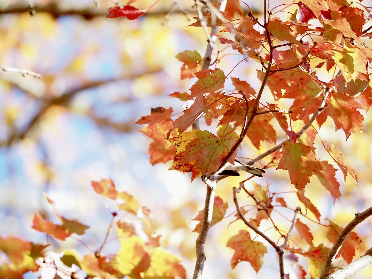 Yellow-rumped Warbler - ML643244400