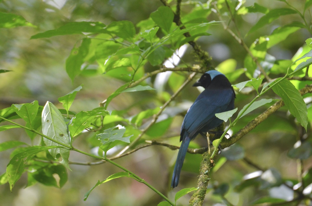Azure-hooded Jay - ML643244401