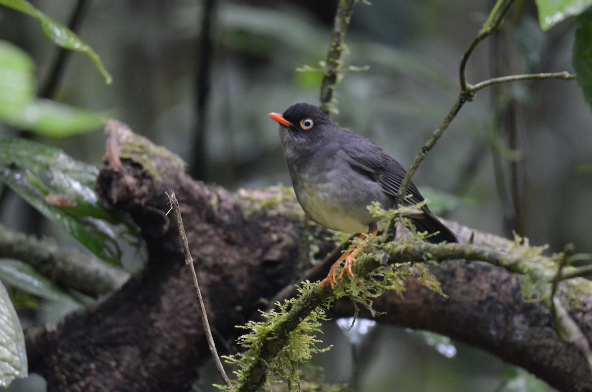 Slaty-backed Nightingale-Thrush - ML643244420