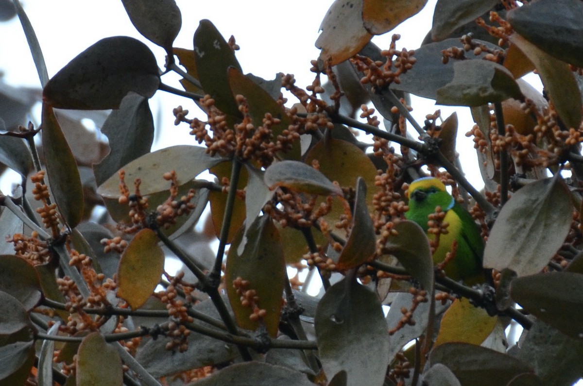 Golden-browed Chlorophonia - ML643244430